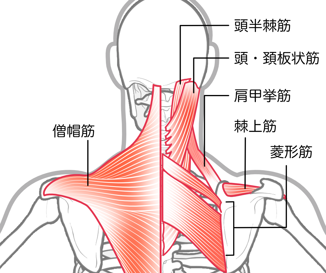 肩甲挙筋のストレッチ